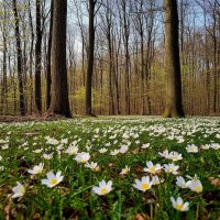 весны цветенье. :: Mila 