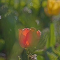 Испорченый кадр :: Giant Tao / Испорченый кадр :: Giant Tao /