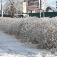 март :: Елена Шаламова