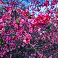 Цветы :: Анатолий Чикчирный Цветы :: Анатолий Чикчирный