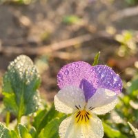 Анютины глазки :: Валерий Ткаченко