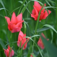 ***** :: Николай Саржанов ***** :: Николай Саржанов