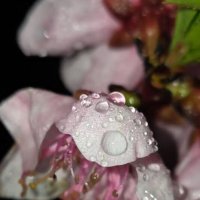 ВЕСНА :: Tata Wolf