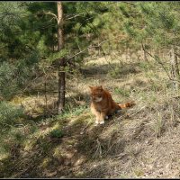 идет охота :: Aleksandr Gal