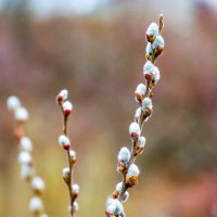 Весенние зарисовки ... :: Ravile 