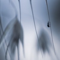 прогулка по полям :: Осень 