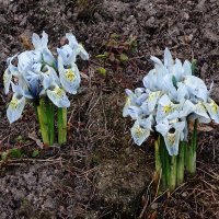 Ирис Катарина :: Рита Симонова