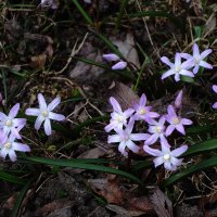 Хионодокса :: Рита Симонова Хионодокса :: Рита Симонова