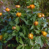 Купальница. :: nadyasilyuk Вознюк