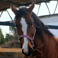 Я закусываю...не мешай.. :: Александр Шимохин
