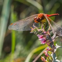 Краски лета. Стрекоза. :: Алексей Трухин