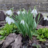 Первое дыхание весны :: Елена Сухорученкова