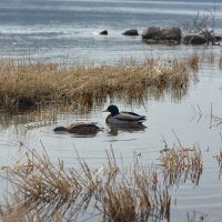 Селезень на Енисее :: Светлана Грызлова