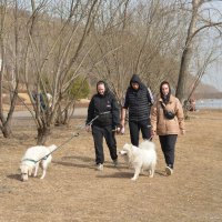 Компания с белыми собаками на берегу Енисея :: Светлана Грызлова Компания с белыми собаками на берегу Енисея :: Светлана Грызлова
