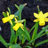 Первые нарциссики :: Светлана 