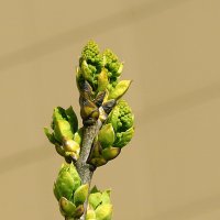 Почки сирени - уже вот-вот... :: Светлана Почки сирени - уже вот-вот... :: Светлана