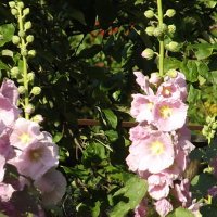 Мальва :: Freddy 97