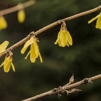 Форзиция. :: Петр Беляков