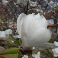 "...Как сердце тронуто, весны цветеньем ..." :: Галина 