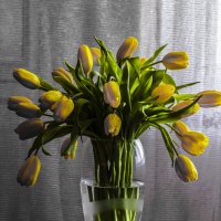 Тюльпаны. :: Николай 