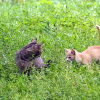 дворовые :: Олег Лукьянов дворовые :: Олег Лукьянов