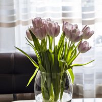 И опять тюльпаны. :: Николай 