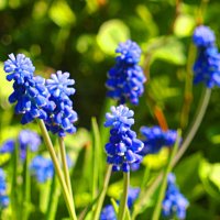 мускарики :: Николай 