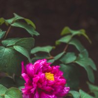 Сезон цветения пионов :: Дмитрий 