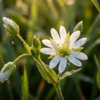 Звездчатка средняя, мокрица :: Лилия Звездчатка средняя, мокрица :: Лилия