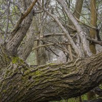 Бурелом :: Игорь Протасов