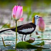 Водяной фазанчик :: Aleksey Afonin