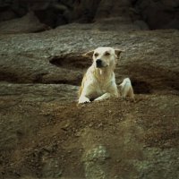 Страж бедуинов  2 :: Александр Козлов