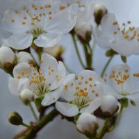 Алыча :: Надежда Куркина 