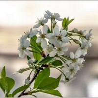 Про май... :: Aquarius - Сергей Про май... :: Aquarius - Сергей