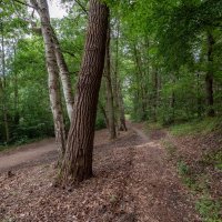 Лесными тропами... :: Николай Гирш