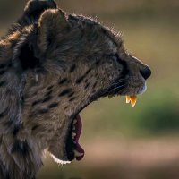 Гепард :: Aleksey Afonin