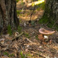 Сыроежка :: Игорь Сикорский Сыроежка :: Игорь Сикорский