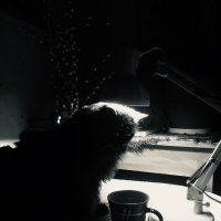 Вербный барон :: Maria Rainer