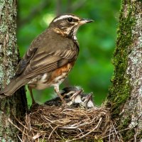 Дрозд-белобровик :: Владислав Иопек