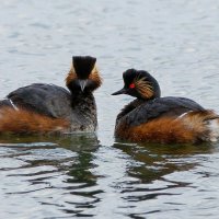 Черношейные поганки :: Владислав Иопек