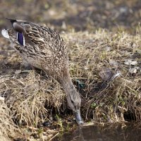 --- :: Константин 