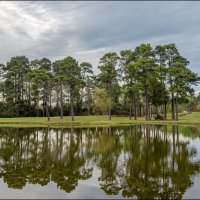 Сосны :: **** vedin Сосны :: **** vedin