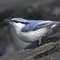 Поползень :: Людмила Смородинская