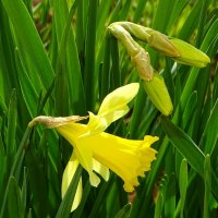 Городские цветы. :: Милешкин Владимир Алексеевич Городские цветы. :: Милешкин Владимир Алексеевич