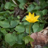 Пробуждение природы ... :: Ravile 