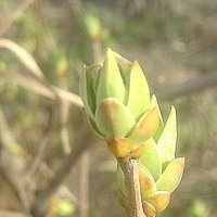 Весеннее :: Елена Семигина