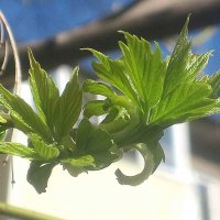 Весна идет... :: Елена Семигина