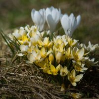 Дачные первоцветы :: Sergey (Apg) Дачные первоцветы :: Sergey (Apg)