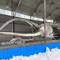 Кит :: Anna Ivanova