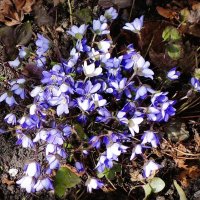 Печеночница :: Рита Симонова